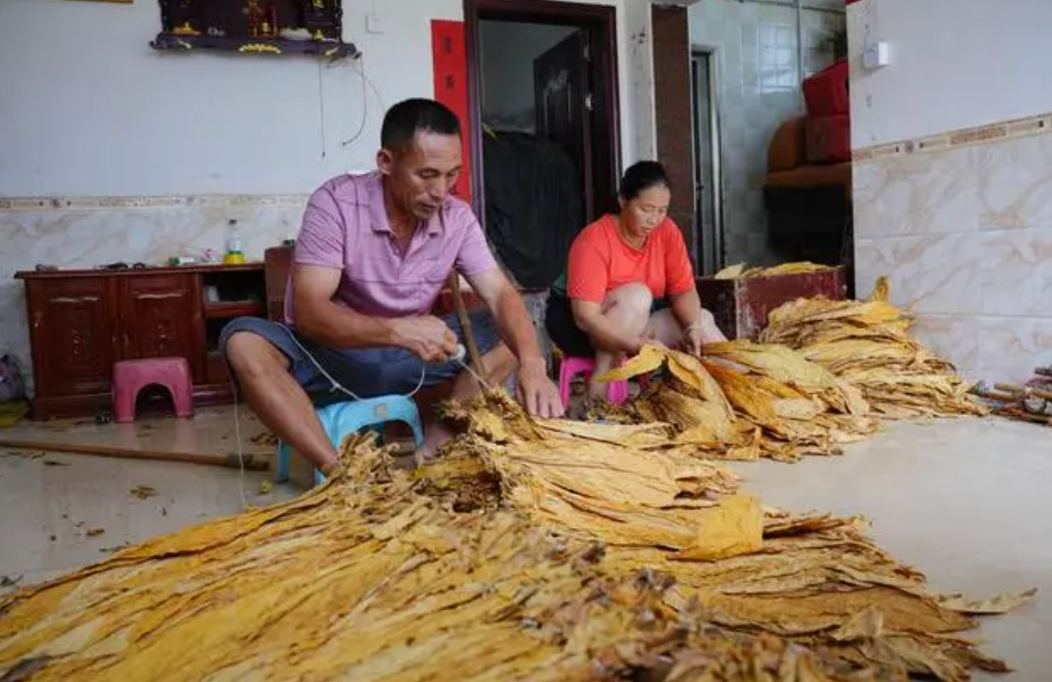 潇湘晨报：罗诗芳父母整理烟叶