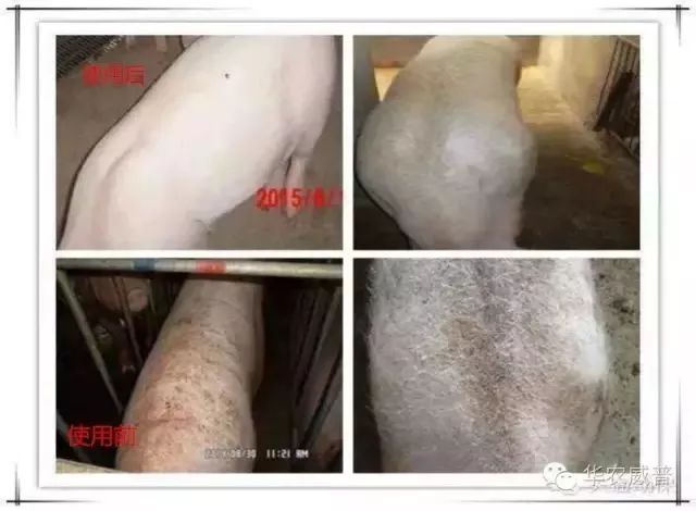 母猪的亚健康表现什么怎么症状_解决母猪亚健康_怀孕母猪亚健康的表现与治疗