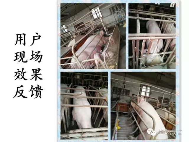 母猪的亚健康表现什么怎么症状_解决母猪亚健康_怀孕母猪亚健康的表现与治疗
